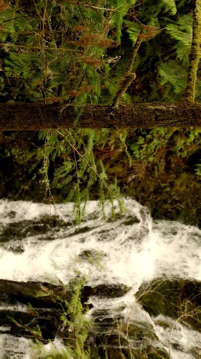 treestumping (@treestumping)’s videos with original sound - treestumping