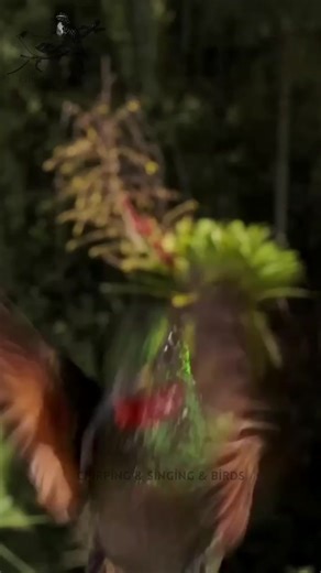 Heavenly sounds of singing and chirping hummingbirds.#hummingbird #animals4kwildlife #wildlifephotographer #wildlifelover #animalsoftiktok