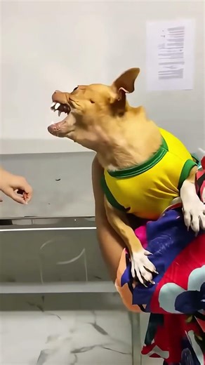 Funny Dog Reactions When They Get Scared 🐶😂 | Cute & Hilarious Dogs