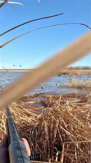 Duck Hunting POV: The Ultimate Thrill of the Shot! #shorts