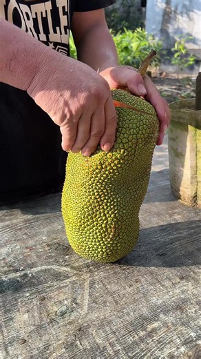 Jaca rara: caroço vermelho e fácil de tirar - já viu assim?