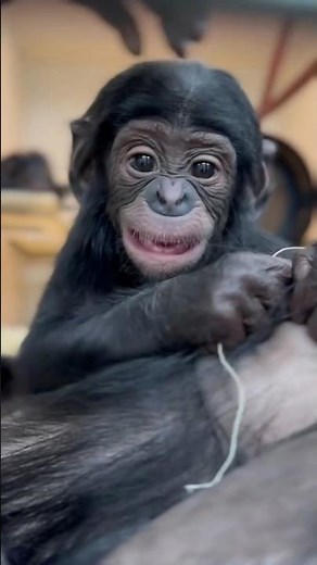 Raspberry Time with Baby Bonobo Daisy! 🍓