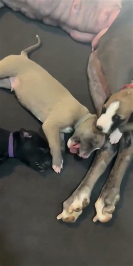Cute lil puppies rolling around! #newborn #puppies #cute #greyhounds