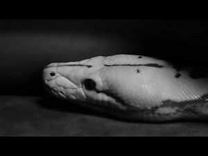 Profane Elegy - Immutable (Lyric Video)