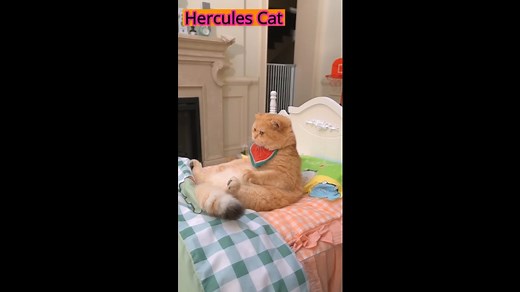 How to Train To Become a Hercules Cat #cat #foltyn #funnycatvideos #trending #funnycat #funnycats #funnyreelsvideo #cook #funnyanimals #pets #FunnyCats #cooking #viral | FoltynPlays Gaming