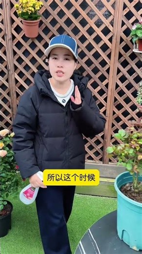 Unveiling the Secret to Perfect Rose Bud Growth