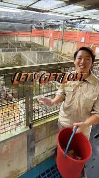 Crocodile Hunting at Singapore's Last Croc Farm