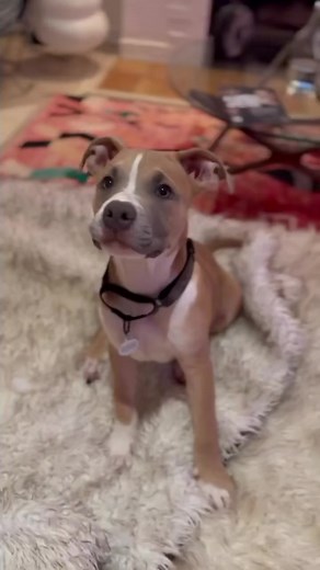 2.3K views · 126 reactions | Perfect puppy Ernie is still looking for a home to call his own. We are surprised that he wasn’t adopted yet, but perhaps it means that a really special home is waiting for him!You can read about Ernie on our website, as well as apply, www.istandwithmypack.org.Please share and help Ernie get seen! He is located in Los Angeles!❤️ #istandwithmypack #dog #dogsofinstagram #rescuedog #adoptme | I Stand With My Pack | Facebook