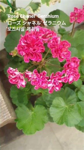 Pelargonium graveolens var. 'Rose Chanel' 꽃말: "그대를 사랑합니다"💕샤넬로즈제라늄/ローズゼラニウム #꽃이름 #flower name #花の名前