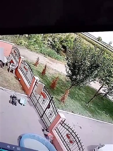 Udruženje Foksi on Instagram: "Dojava Golubinci‼️ Crno bela Nemačka doga već oko nedelju dana boravi u njivi! Jako je plašljiv i nepoverljiv, čim se malo pridje beži u kukuruze da se sakrije. Za sada je provera čipa nemoguća. Da li ga neko traži⁉️ Pokušaćemo da psa uhvatimo, smestimo na sigurno i proverimo čip!"