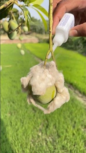 Mango & favikwik experiment