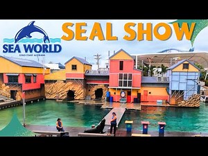 Seal Show at SeaWorld | Gold Coast Aug 2024 | Australia [4K]