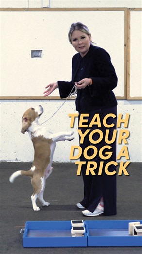 6.5K views · 83 reactions | Does your show dog know a fun trick? When...