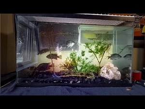 How to Make a Native Freshwater Fish Tank (Bluegill/Pumpkinseed)