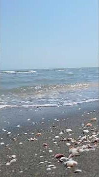 Walking on a Sunny Beach Covered with Beautiful Seashells 🌊🐚 | Relaxing Ocean Sounds