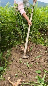 RT Helo50531161 mini rotary tillage and ridging all-in one tree 🌲 short view