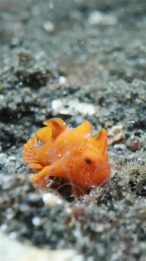 Baby Frogfish 🧡 ✍️🎥 undersea_gameqmi #PADI #MarineLife #Frogfish #Underwater | PADI