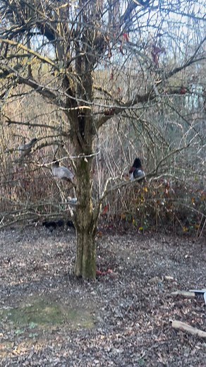 5.4K views · 95 reactions | Partridge in a pear tree? | Micah D McGie | Facebook