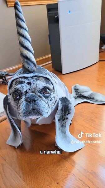 RoryTheFrenchie on TikTok