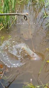 intelligent fish #reels #fish #fishing | Fishing is Life