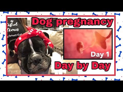 Dog🐶PREGNANCY Day by Day 🦴 DAY 1🐶 ❤️ Stages of dog pregnancy and signs that your dog is ready
