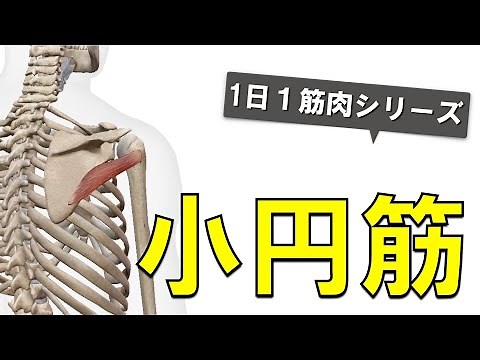 【1日1筋肉×小円筋】肩甲骨背面の小さな深層筋：小円筋の起始停止と作用について