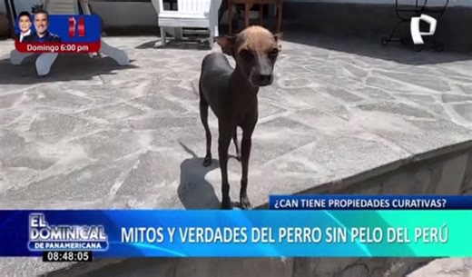 ¿El perro sin pelo del Perú tiene propiedades curativas?: mitos y verdades