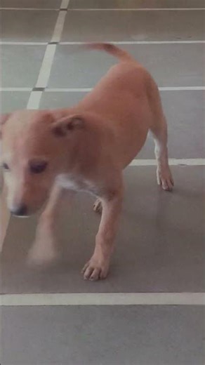 🐕Dog #YouTuberLife#YTViral#YouTubeBoost#YouTubeTags#YouTubeGrowth#youtube#love #dog #dogshorts