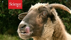 Seeing through the eyes of a goat