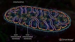🔋 Mitochondria run their core power system using bacterial-style DNA. 🧬 But they need your nuclear DNA for support, repair, and growth. Think of it like a battery with its own mini-engine; it sparks on its own, but the car (your cell) builds and maintains it. Bottom line: Mitochondria are semi-independent, powered by ancient bacterial genes, guided by your human ones. | William Wallace, Ph.D.