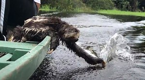 Sloth On A Boat Enjoys Playing With Water