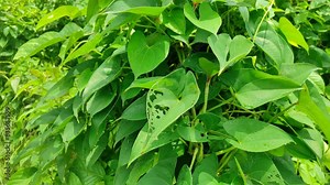 "Marvel at the beauty of Dioscorea bulbifera, its lush foliage and unique bulbils adding charm to any garden. Nature's beauty in every vine." Stock Video