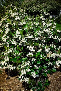 Black Chokeberry Plants for Sale $24.99 | Buy 1 Get 1 Free