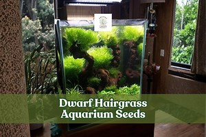 50 Dwarf Hairgrass Seeds – Easy Aquascape Aquarium Plant - Etsy