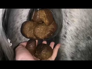 Horse Pooping