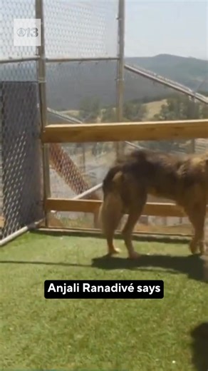 The seemingly aggressive wolf-dogs that were on the loose in Natomas recently have been rescued by a California sanctuary, and just last week, the sanctuary rescued three more wolf-dogs from the same neighborhood. "All of our animals have been rescued from either abuse, neglect, or sometimes just owners who buy wolf-dogs as puppies, and then once they get older don't realize how much work goes into them," Anjali Ranadivé, the founder of the sanctuary Women for Wolves, told Your Report Kayla Moel