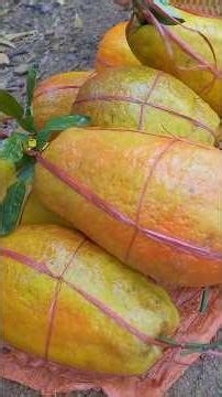These Pomelos Grew Bigger Than Expected