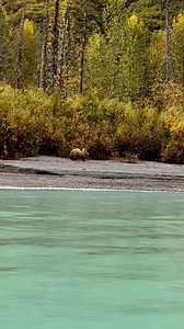 The sights and sounds of our Lake Clark bear viewing tour. This little bear found some late season salmon to enjoy. | Rust's Flying Service