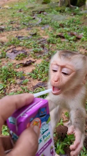 5.8K views · 179 reactions | Feeding baby monkey Jacee for milk | Monkey Care | Facebook