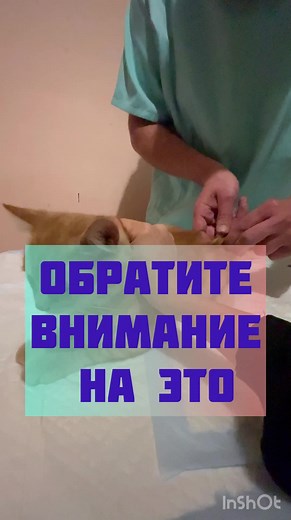 Igor Prokopenko на TikTok