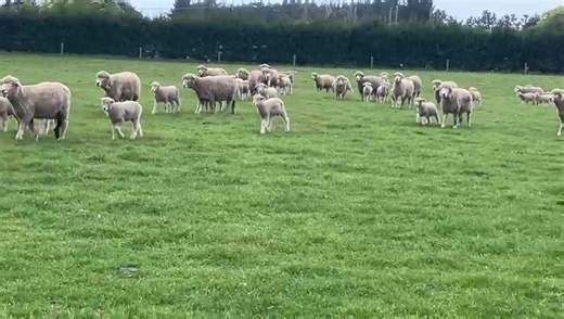 Wilfield ewes and lambs enjoying good spring pastures. All the lambs have been tailed and vaccinated. Here at Wilfield , we have had a kind Spring . | Wilfield Sheep Stud