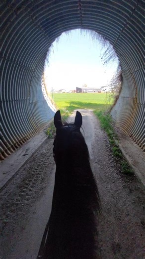 Ausritt mit Tunnelblick 🌤🐴