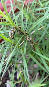 5K views · 940 reactions | Monarch caterpillars feeding on native milkweed, Asclepias angustifolia here in South Texas. Want monarchs? Plant milkweed! Find seeds here: https://tinyurl.com/MonarchFood | Butterfly Lady | Facebook