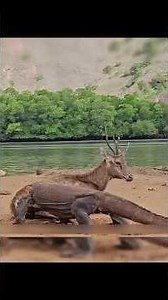 आखिरी सांस तक लड़ता रहा! 😢The Deer's Last Fight #wildlife #shorts #shortvideo