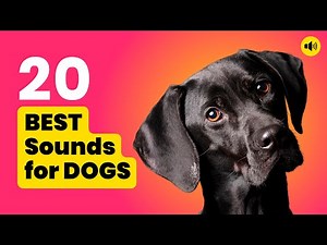 20 Best Sounds for Dogs 🐶 Must-see!