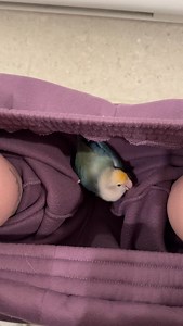 Not her literally talking over me #princethebird #tiktokers #funnyanimals #funnypets | Tamia Overes