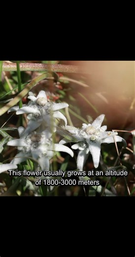 The Flower that NEVER Withers! 🏔️✨ #shorts #edelweiss