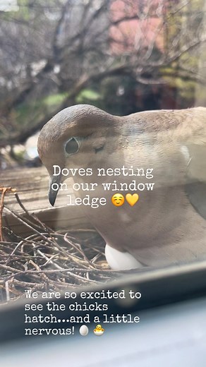 I never thought I’d end up on bird watching Tiktok, yet here we are…looking at this dove couple nesting on our window ledge has been so lovely and meditative. So many lessons to be learned…they are so gentle, patient, and dedicated to their one job 💛 #birdsoftiktok #birdwatching #doves #dovesnest #birdnest #birdsofnyc