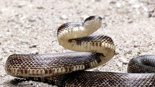 Ohio's largest snake can grow to 8 feet, climb trees. See video from Hocking Hills encounter