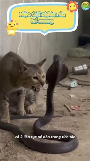 Intense Cat vs. Cobra Battle | Who Will Win?